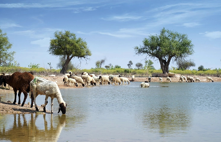 Livestock drinking at a rejuvenated pond