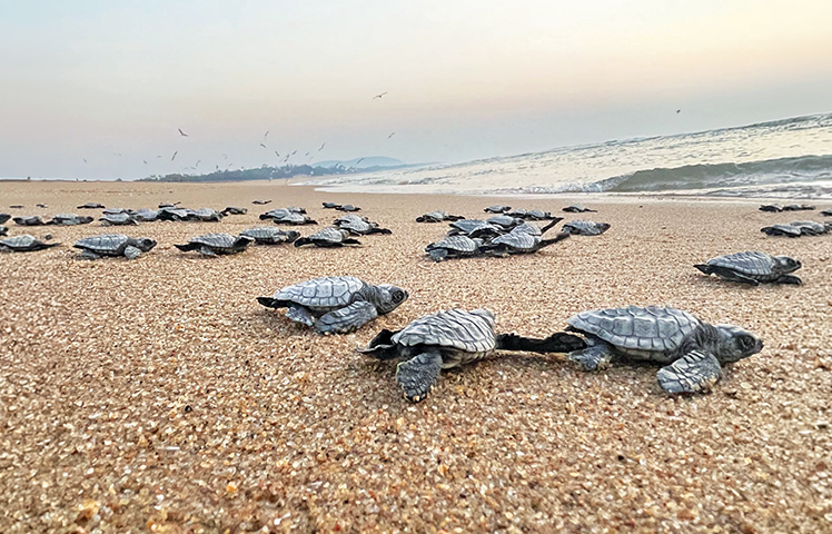 Sea-turtle hatchlings making their way to the sea at dawn